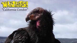 California Condor song by The Whizpops!