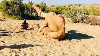 camel Love Time |  Camel full enjoying |  Camel fun | Camel | جمال | الجمال | camel videos | camels