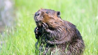 How to train your Beaver | Film Studio Aves