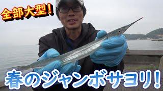 全てがＢＩＧサイズ　　春のジャンボサヨリ！！