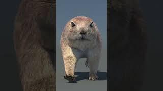 3D Prairie Dog Model with Fur Running | @PROmax3D