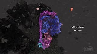 ATP Synthesis | HHMI BioInteractive Video