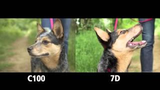 Canon C100 vs Canon 7D Part 1