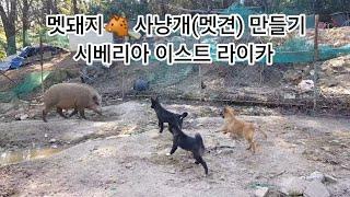 멧돼지 사냥개 만들기~라이카 사남매 성장스토리