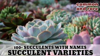 100+ SUCCULENT VARIETIES WITH NAMES || Common and rare Succulents in our Collection 다육식물