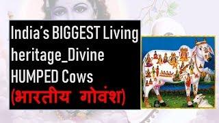 भारतीय गोवंश | NAMES of DIVINE GAIA _Vedicows |Indigenous Cows  (ONLY 29 breeds left) (2018)