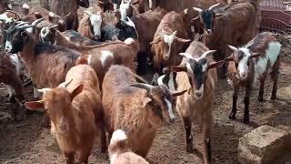 goats of Greece  κατσίκια ράτσας Λιβαδειάς