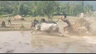 top ox,race, rajouri,peeri,2022