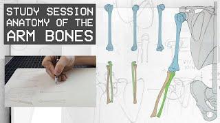 Anatomy Of The Arm Bones - Anatomy For Artists (Study Session)