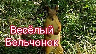 Этот Бельчонок Сделал Наш День 