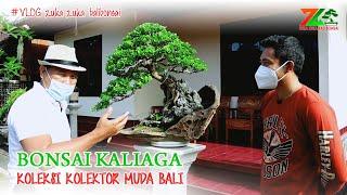 BONSAI KALIAGA ( Koleksi kolektor muda Bali )