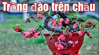 Hướng dẫn trồng đào sau tết trên chậu