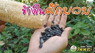 ข้างในฝักบวบ | พงพนา ไพรวัลย์