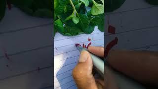 zaid khan name calligraphy