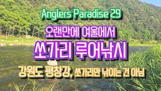 #평창강 #쏘가리낚시 Angler's Paradise29