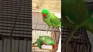 Parrot talking | Parrot sound | Raw parrot #short #parrot #viralshort