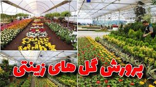 بخش دوم گزارش  از گلخانه وگلفروشی های بگرام. #پروان  #انگور  #angoor  #flowers