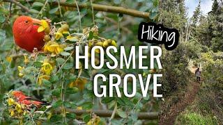 Hiking Hosmer Grove - Native bird heaven in Haleakala NP | Maui Hawaii