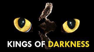 No Fear of The Dark: The Superpowers of Nocturnal Animals