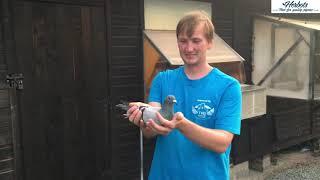 HERBOTS TV / Van Gaver Tom & Marnik: 1st National Brive 4,238 yearbirds - fastest of 7,994b. 2020