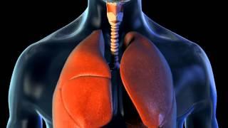 Lungs and Breathing - 3D Medical Animation || ABP ©