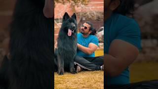 Pakistan's Biggest German Shepherd Dog | Gsd Pakistan | Gsd Dog #shorts