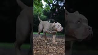 pitbull dog very dangerous #dog #shorts 