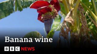 Why banana wine production is flourishing in Malawi | BBC News