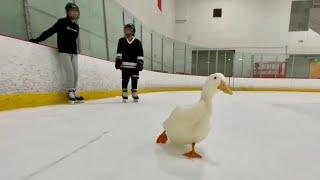 I took my duck ice skating