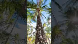 SWING UNDER COCONUT TREE