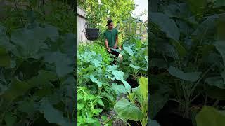 Gardening in fabric grow bags, 2 month progress