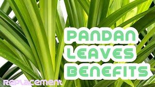 Pandan leaves benefits