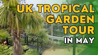 A tour of my UK tropical garden and greenhouse in May (exotics, jungle plants and desert plants)