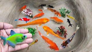 Serok ikan hias warna-warni, ikan koi, ikan mas koki, ikan komet, ikan gurami, kura-kura brazil lucu