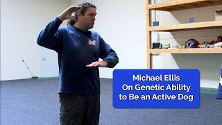 Michael Ellis on Genetic Ability to Be an Active Dog | Protection Dog Classes