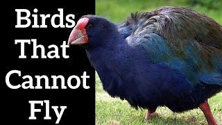 Flightless Birds - Why Do Birds Become Flightless?