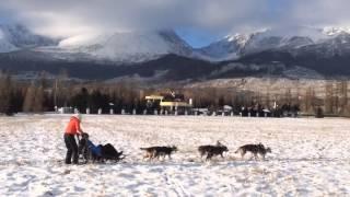 Dog sledding adventures with huskies in Slovakia www.adventoura.eu