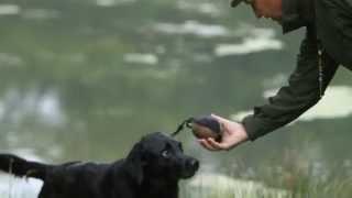 Shooting Times & Skinners: Gundog training part 4