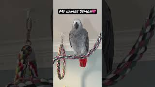 Symon the African Grey Parrot knows her name #africangreyparrot #symon #babyparrot #talkingparrot