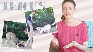 Hund geistig auslasten | SINN von HUNDETRICKS & Trickdogging