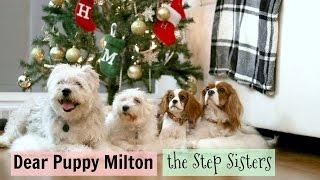 Dear Puppy Milton: the Step Sisters | Herky Cavalier King Charles | Dogs Christmas