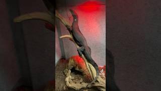 Black Dragon #snakecountry #blackdragon #blackdragons #blackdragonlizard #chinesewaterdragon