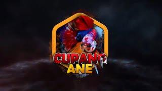 intro logo ikan cupang ane smoke