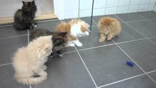 Persian kittens playing with 'bug'