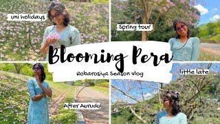 Blooming pera tour - University of Peradeniya | Flowering season peradeniya university sri lanka