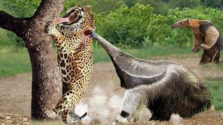 Aghast! Anteater Uses Long Beak To Knock Down Jaguar Easily Defeated