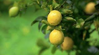 Co-Impact Sourcing  - Lemon