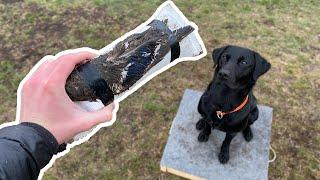 Introducing my retriever to Bird Wings!! | TRAINING MY DUCK DOG | PART 9