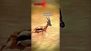 cheetah chases gazelle #trending #shorts #short #animals #gazelle #cheetah #wildlife #youtubeshorts