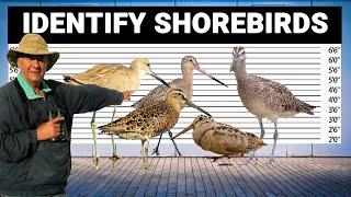 5 Tricks to Identify Shorebirds